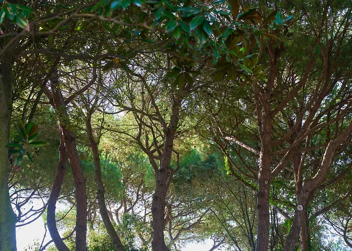 Vina Del Mar Pineta 4* Lido di Jesolo